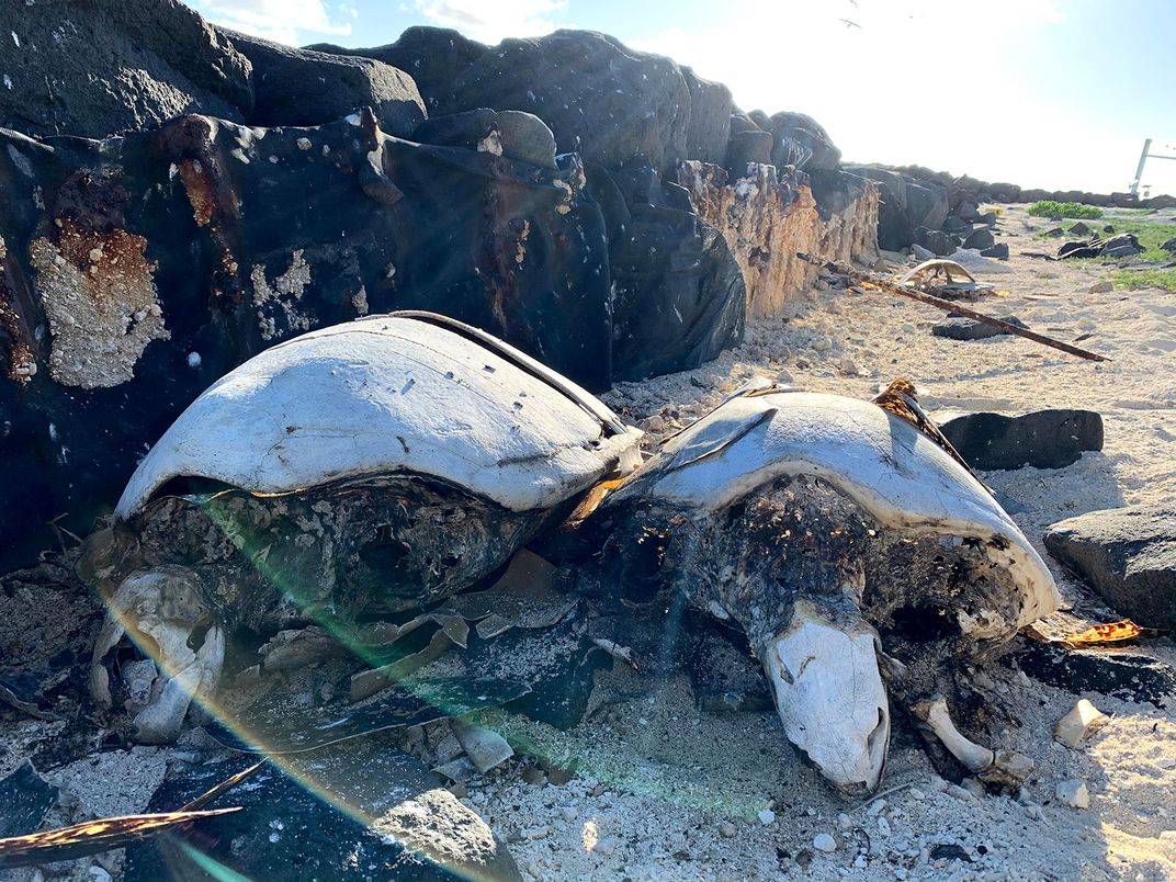 Dead Hawaiian Green Sea Turtles