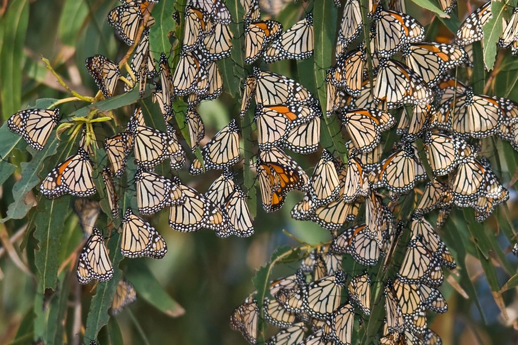 Monarchs