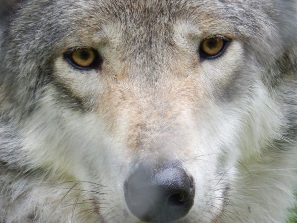 Gray Wolf looks at camera at Lakota Wolf Preserve thumbnail