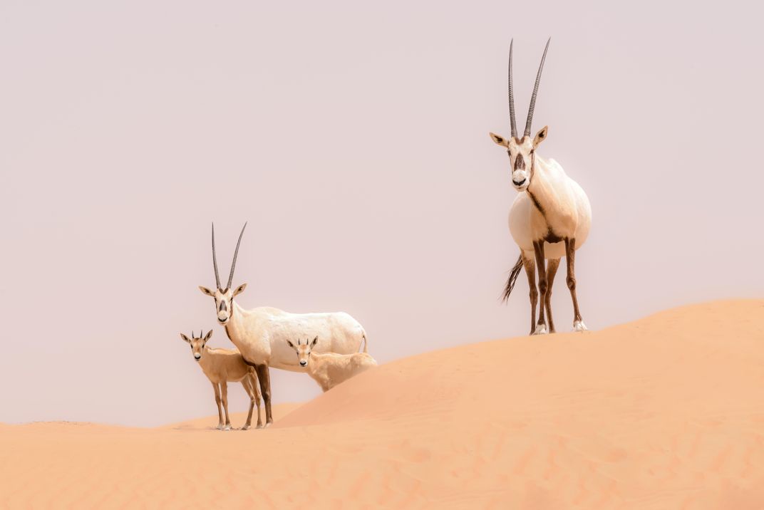 Why the UAE Should Be Your Next Ecotourism Destination | Sponsored |  Smithsonian Magazine