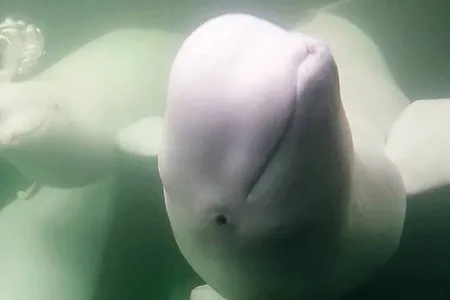 Footage of the beluga whales is captured by the beluga research vessel,&nbsp;Delphi,&nbsp;which uses two cameras, one underwater and one above deck to observe 55,000 beluga whales migrate to the Hudson Bay's shallow waters.