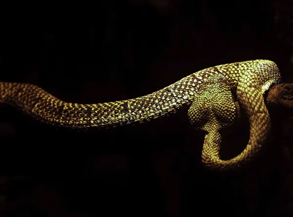 The Pit Viper thumbnail