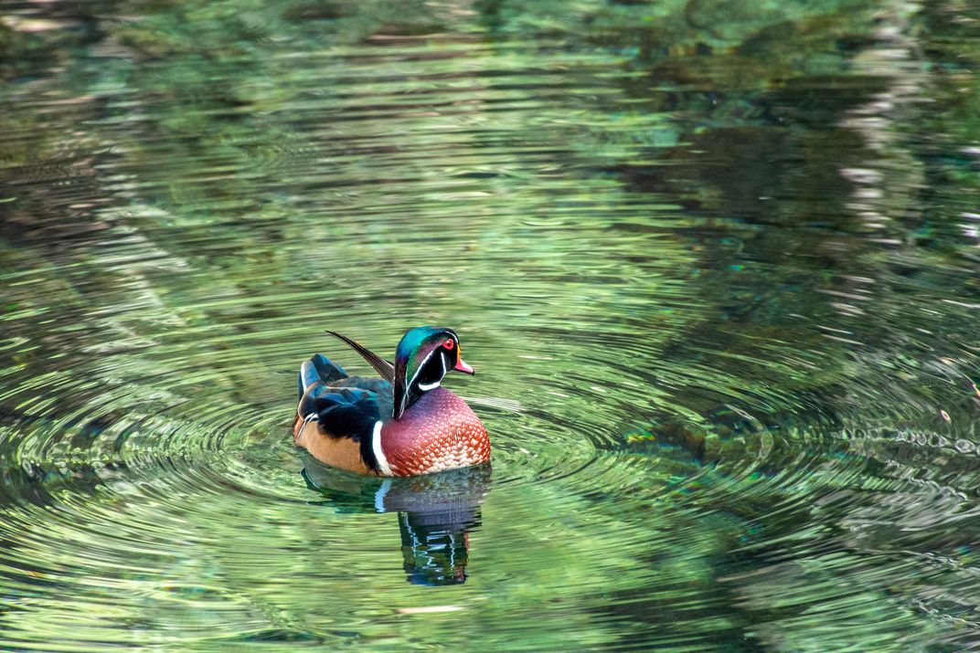 A wood duck floats on the tranquil waters of the 145-mile-long Merced River