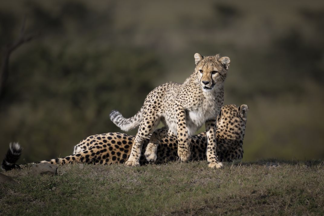 The Curious one | Smithsonian Photo Contest | Smithsonian Magazine