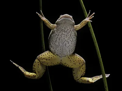 African clawed frogs (Xenopus laevis) were able to regrow a functional limb within 18 months of the novel treatment.