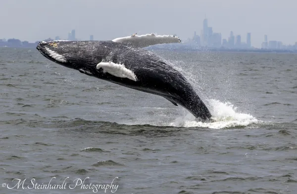 Breaching Humpback thumbnail