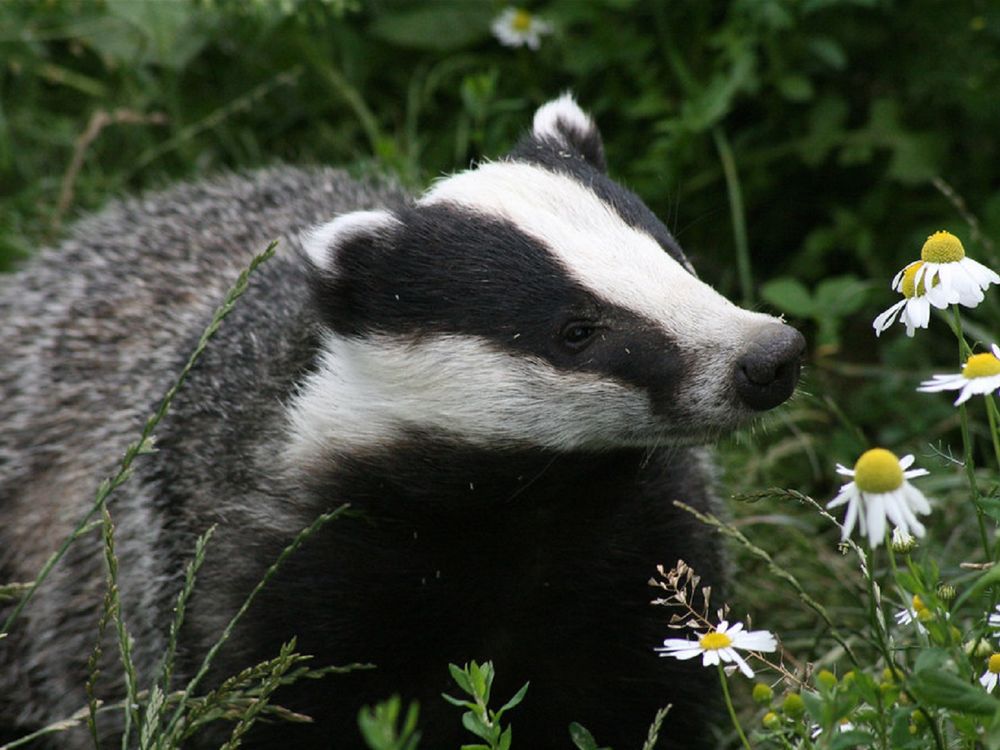 badger standing beside daisies