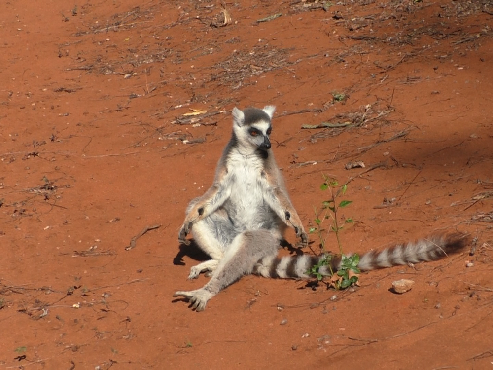 A male lemur with visible scent glands on its wrists.