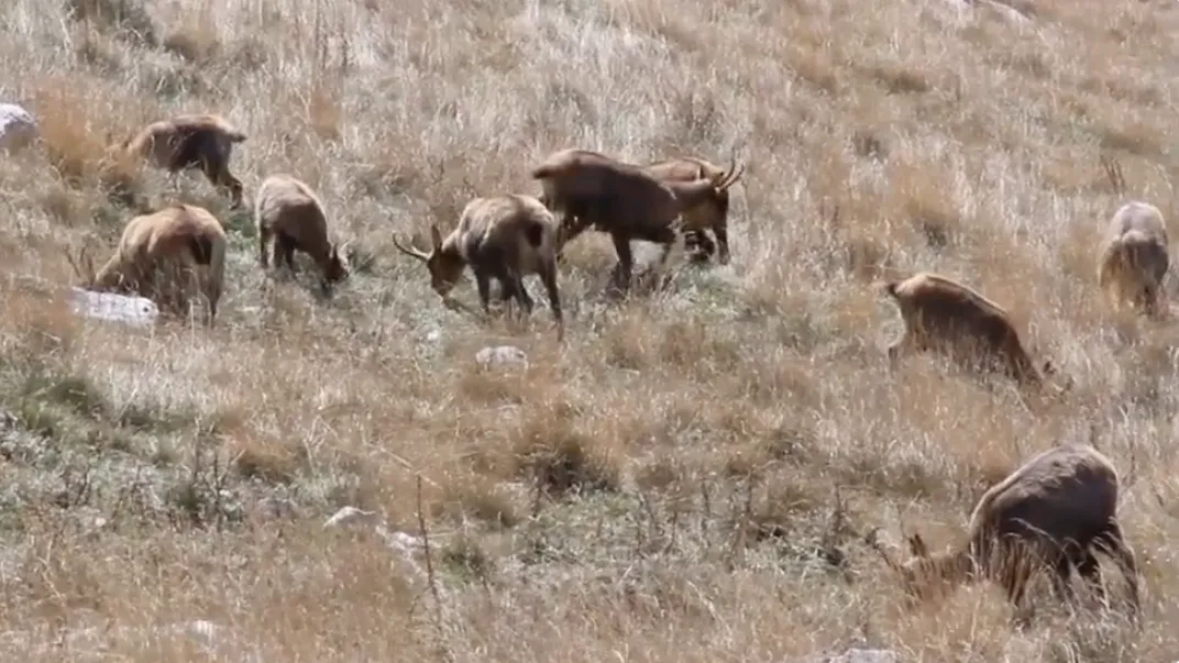 Territorial chamois