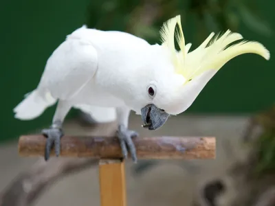 A sulphur-crested cockatoo bows down at the Madrid Zoo Aquarium. The birds have been seen dancing to music and opening trash bins to get to food.