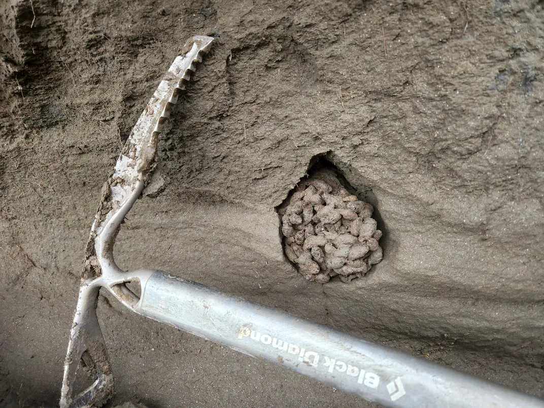 a pocket in an earth wall full of clumped pellets