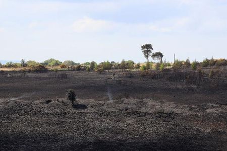 The scene after a fire at Ashdown Forest in East Sussex