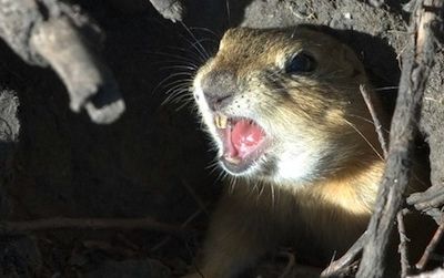 In Montana, ground squirrels have been tunneling under a Air Force base’s fences and setting off intruder alarms, prompting researchers to look for a solution.