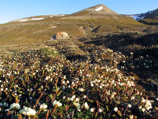 Arctic Plants on the Move Due to Global Warming