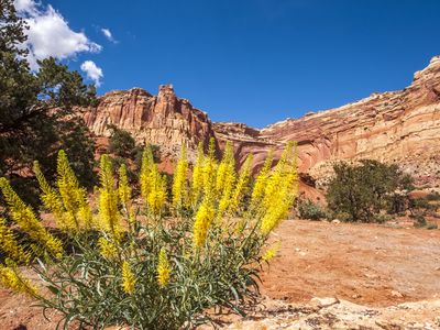 Stanleya pinnata, or &quot;prince&#39;s plume,&quot; takes up large amounts of selenium from the soil.
