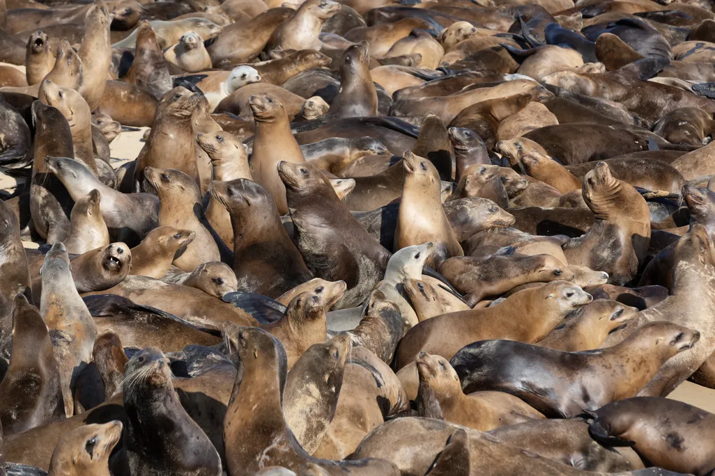 A dense group of sea lions packed onto a beach