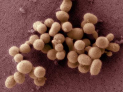 Researchers at the J. Craig Venter Institute created their first self-replicating synthetic bacteria, JCVI-syn1.0 (shown here in a scanning electron micrograph) in 2010.