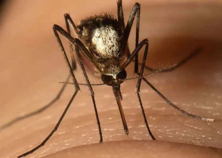 A close-up photo shows a mosquito sitting on a person's skin 