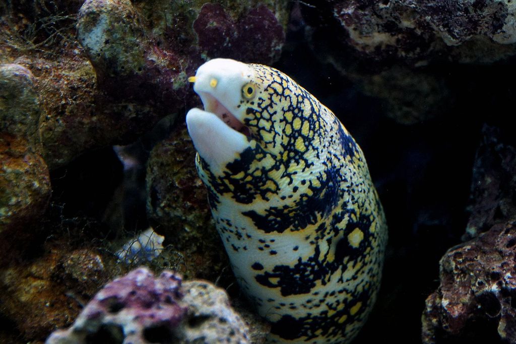 snowflake moray eel