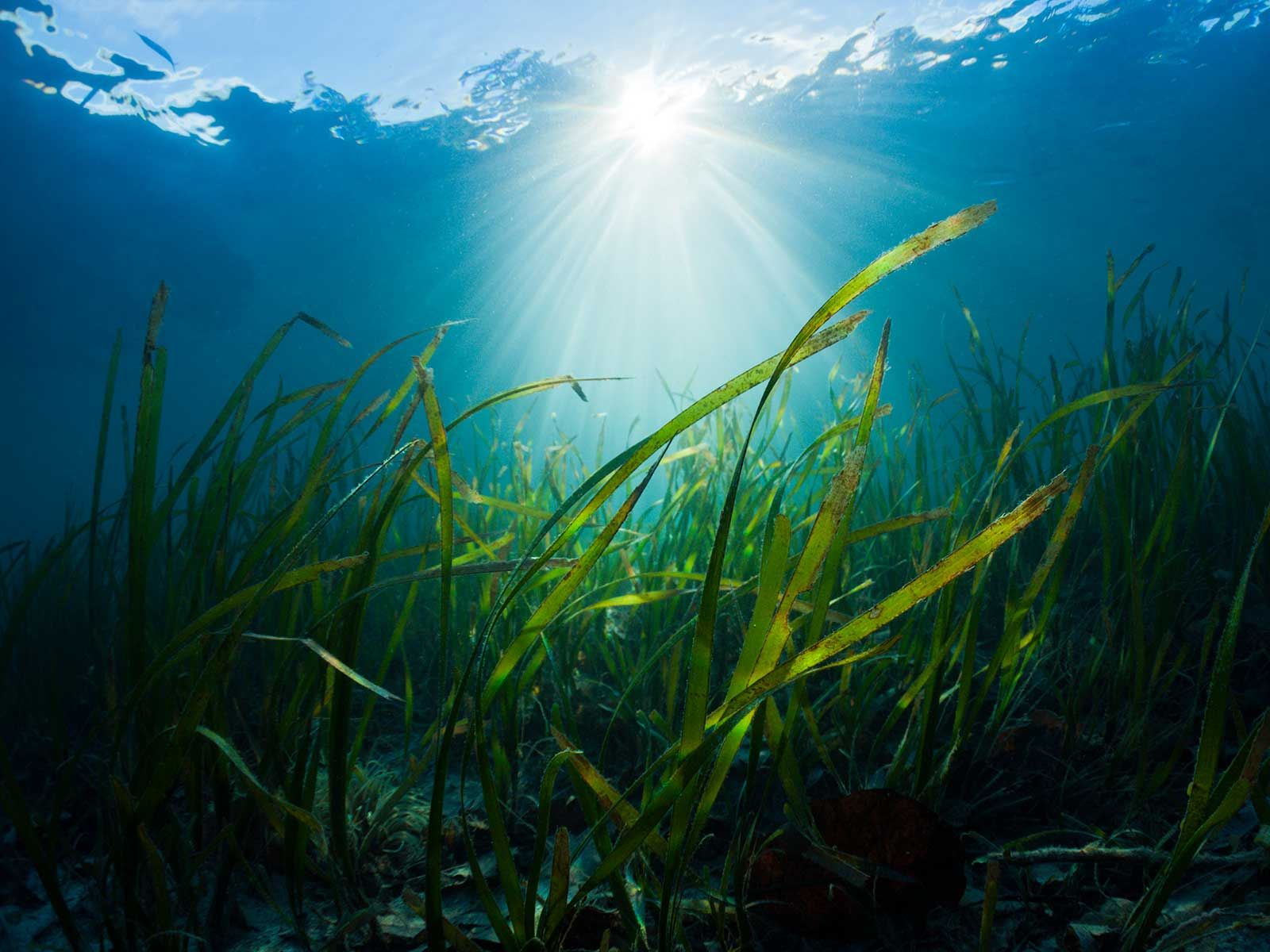 Seagrass Can Work as a Sanitation Service