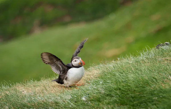 Wings of Freedom thumbnail