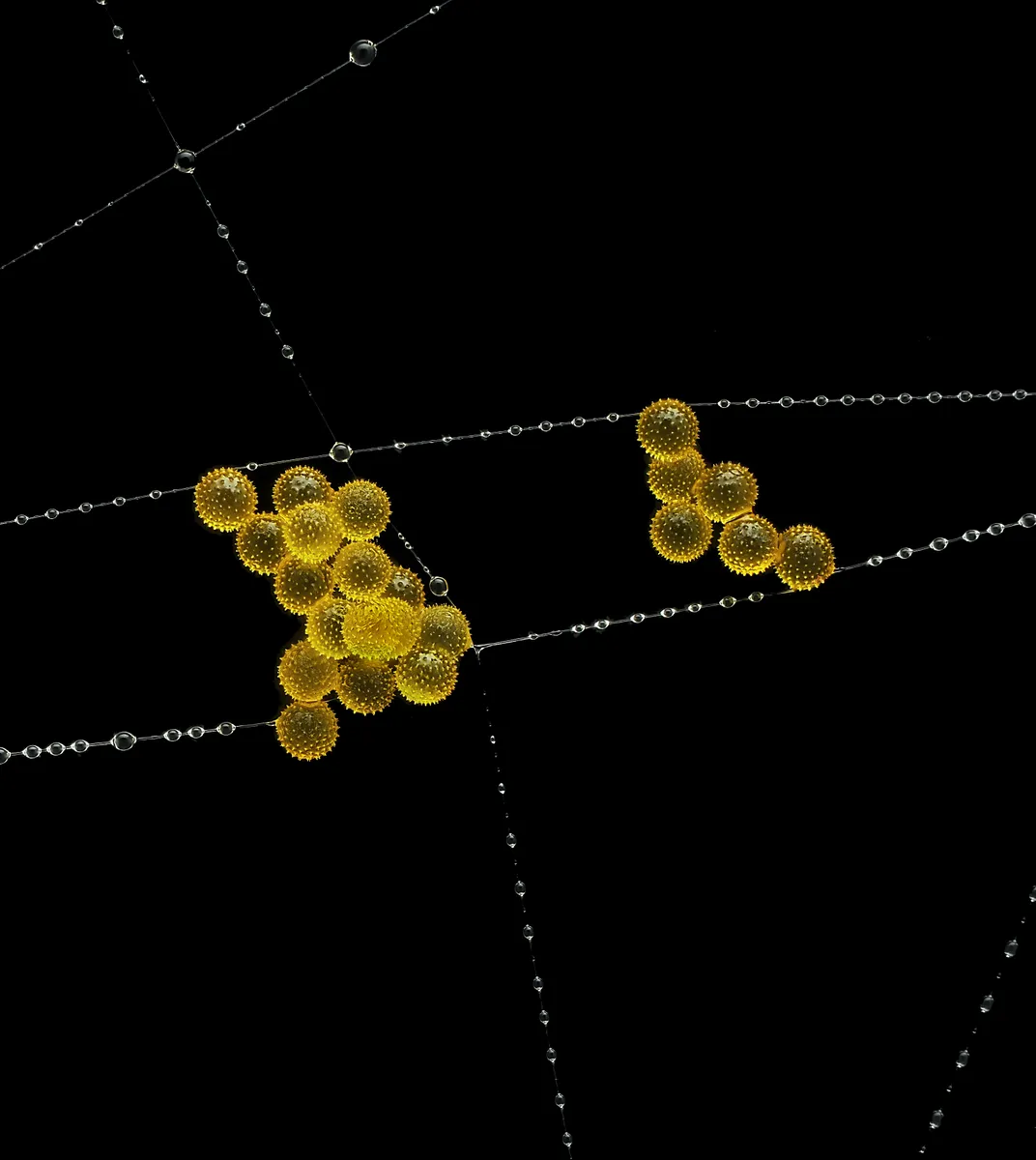 yellow pollen in a spider web