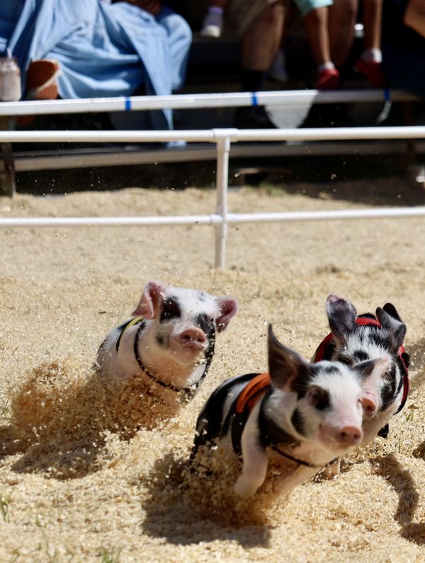 Pig Races thumbnail