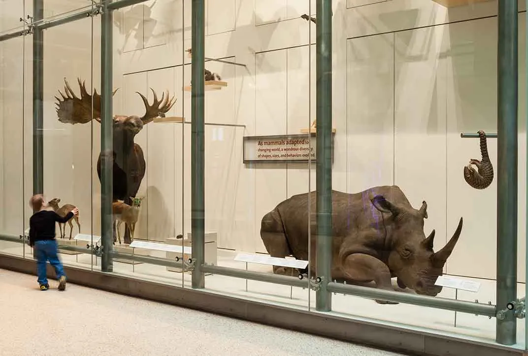 White Rhino Natural History Museum