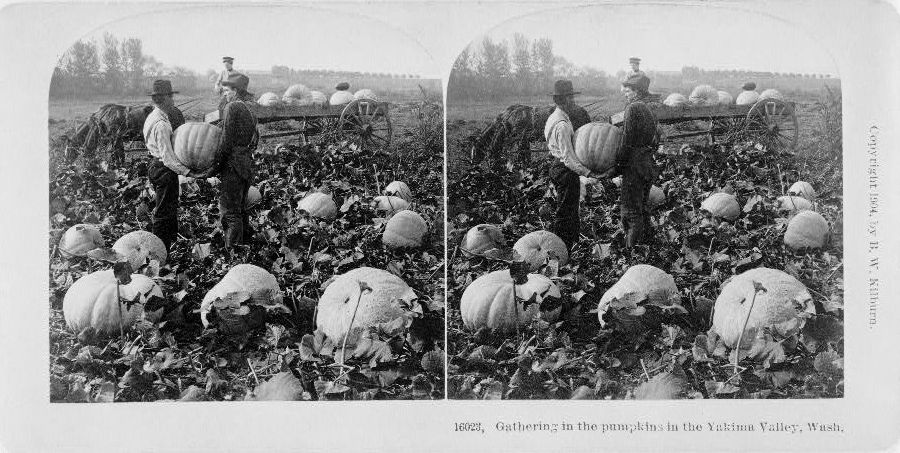 Harvesting pumpkins in Yakima Valley, Washington, 1904
