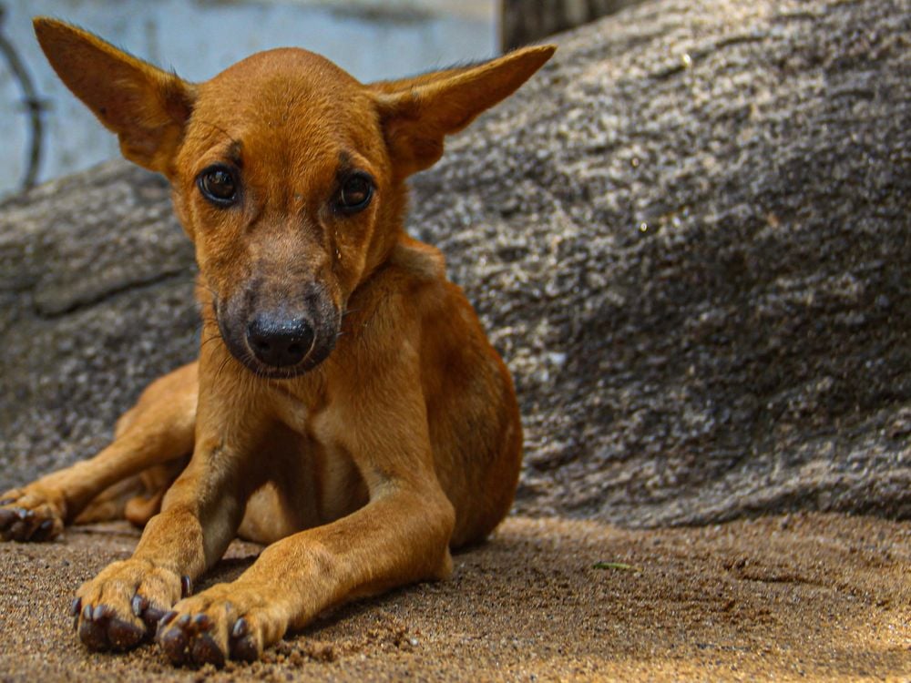 An image of a dog laying in the sand.  It has a brown colored coat and sad looking eyes.