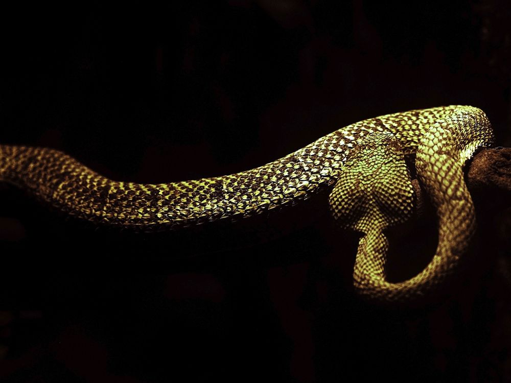 The Pit Viper | Smithsonian Photo Contest | Smithsonian Magazine