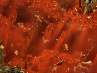 These tiny filament-like fossils could be the oldest evidence of life on Earth. 