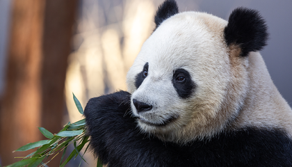 See 14 of the National Zoo’s Most Adorable Giant Panda Photos From 2025