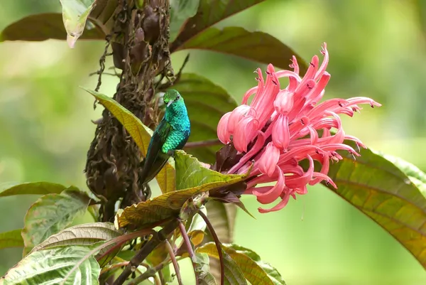 Emerald Hummingbird Taking a Break thumbnail