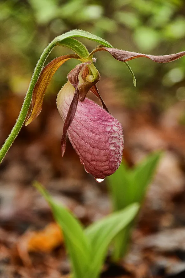 Pink Lady's Slipper thumbnail