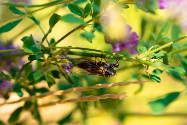 A cicada amongst the wildflowers in Logan Canyon. thumbnail