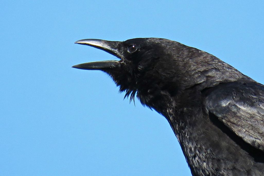 crow.jpg