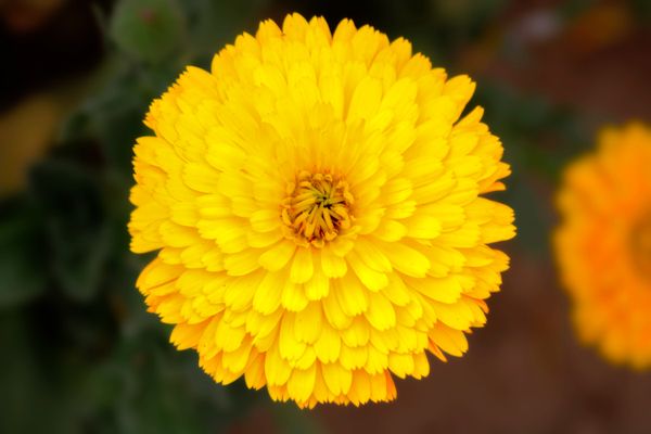 Flowering in yellow thumbnail