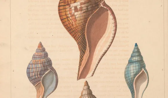 Plate from Conchology, or, The natural history of shells. London :W. Miller,[1811]. (Biodiversity Heritage Library, Smithsonian Libraries and Archives).