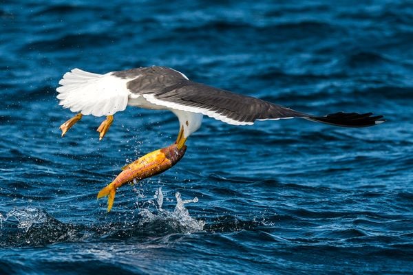 Yellow-Footed Gull with Mexican Goatfish thumbnail