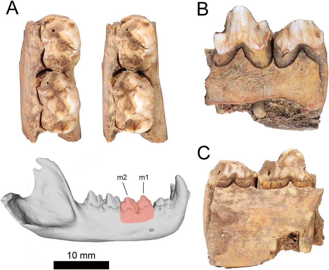 jaw