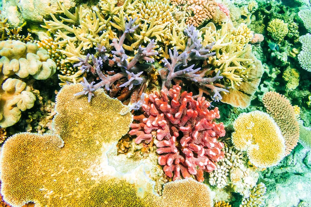 Coral Reef Smell