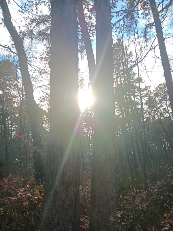 Sun between the trees thumbnail