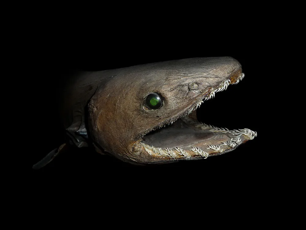 frilled shark