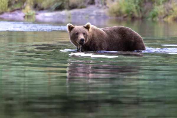 Water Treader thumbnail