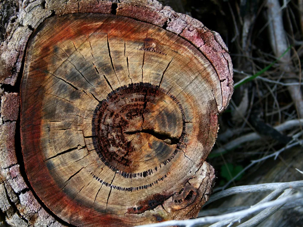 Tree Rings