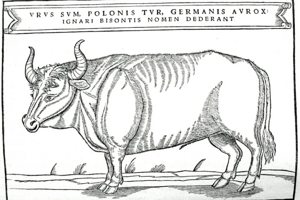 Aurochs