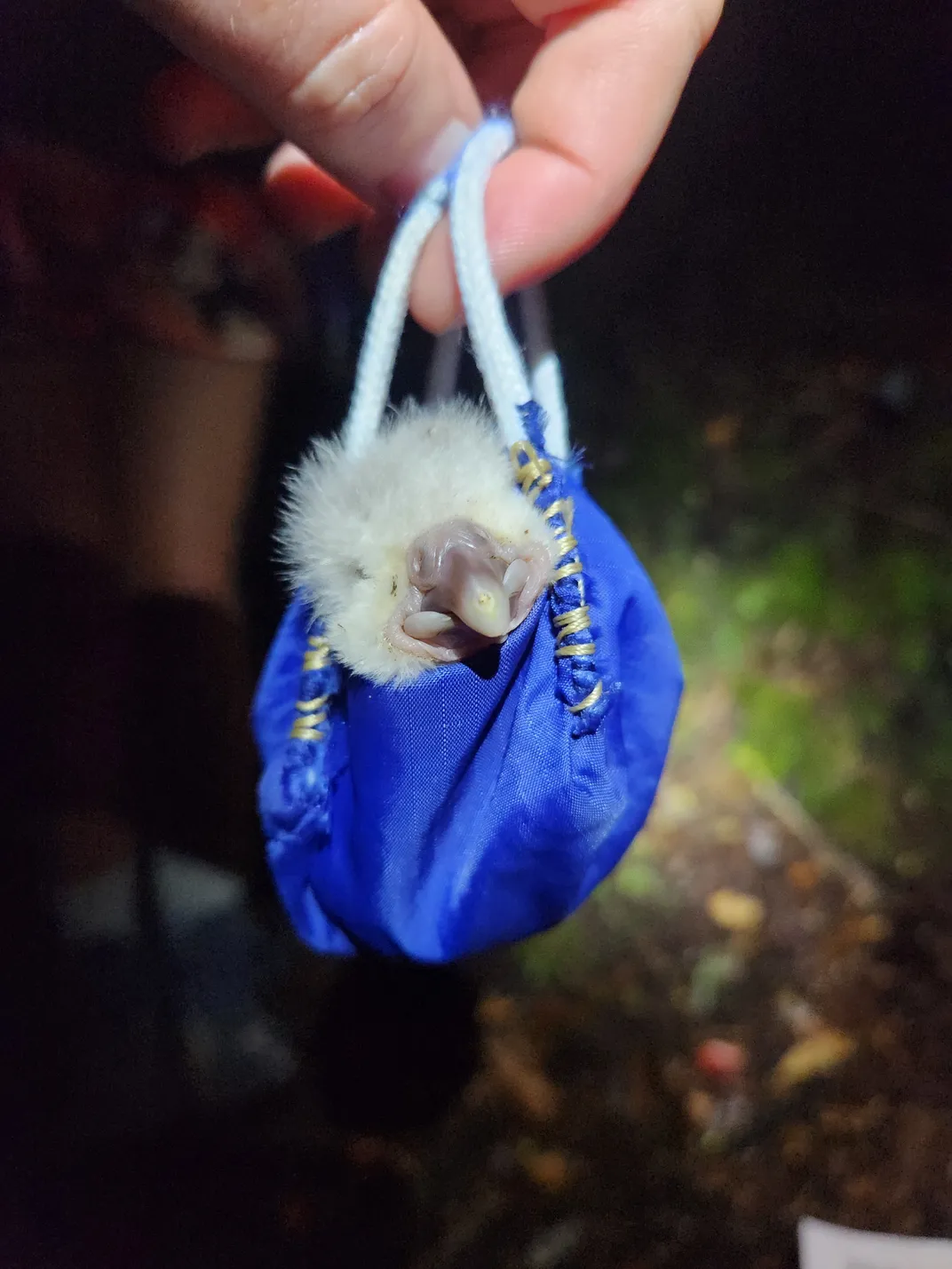 A small fluffy bird in a tiny little bag