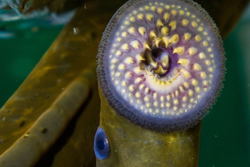 a lamprey showing its round mouth with small, pointed teeth in circles