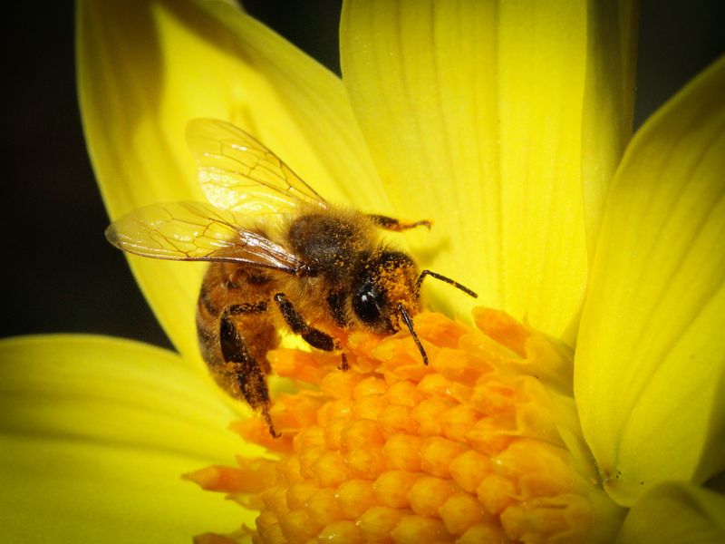 Busy Bee | Smithsonian Photo Contest | Smithsonian Magazine